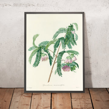 A framed image of Spaendoncea tamarandifolia (Plate 103) by Pierre Joseph Redouté, 1827