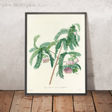 Spaendoncea tamarandifolia (Plate 103) by Pierre Joseph Redouté, 1827