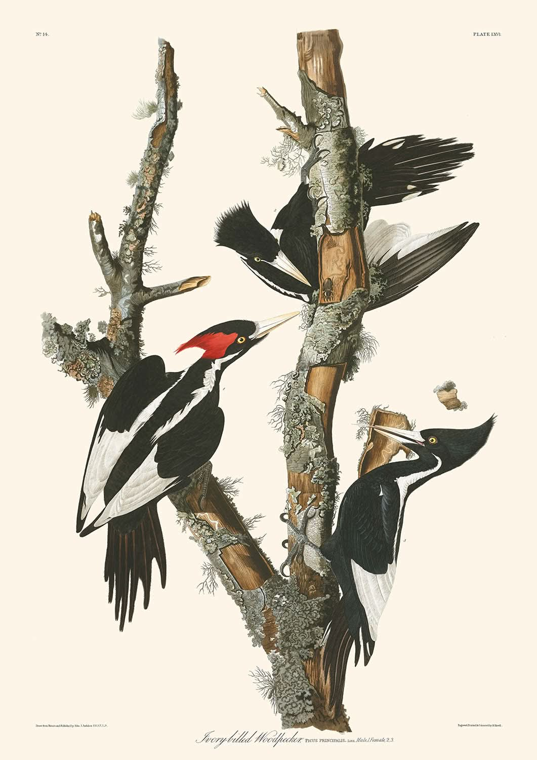 Pájaro carpintero de pico de marfil, de John James Audubon, 1827