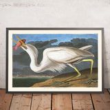 Grand héron blanc de John James Audubon, 1827