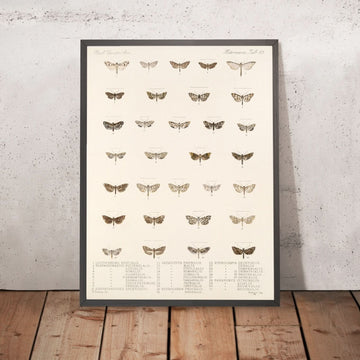 A framed image of 