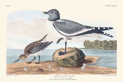 Gaviota de cola bifurcada, de John James Audubon, 1827