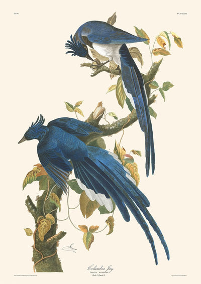 Columbia Jay by John James Audubon, 1827