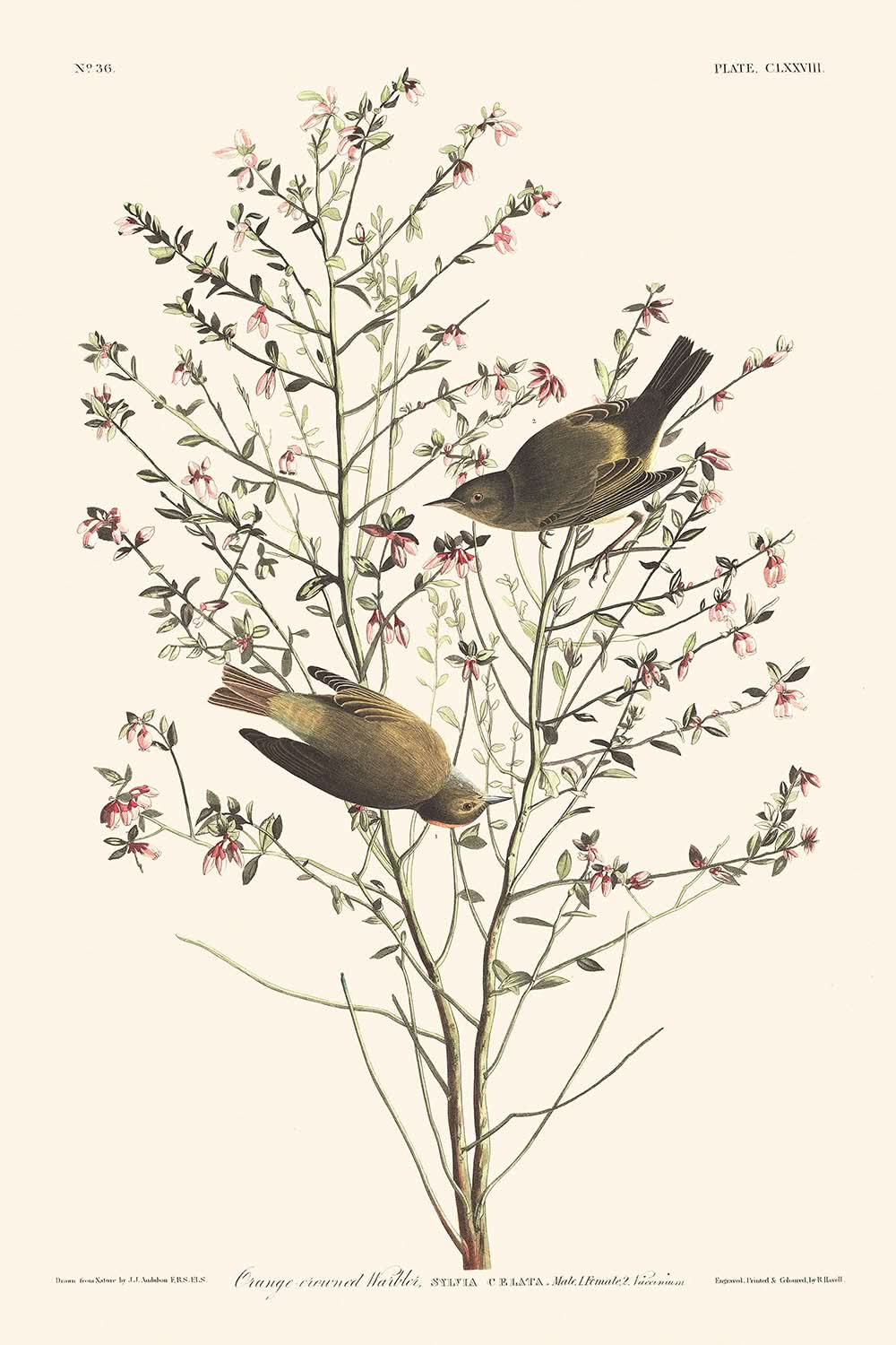 Paruline à couronne orange par John James Audubon, 1827