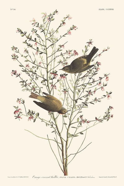 Paruline à couronne orange par John James Audubon, 1827