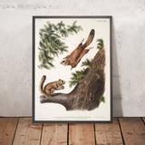 Severn River Flying Squirrel and Rocky Mountain Squirrel (Pteromys sabrinus and Pteromys alpinus) by John Woodhouse Audubon, 1845