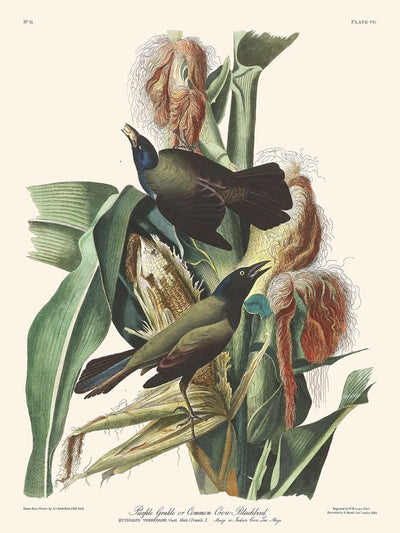 Grakle violet ou merle noir commun par John James Audubon, 1827