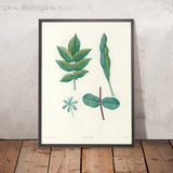 Rhus (Plate 51) by Pierre Joseph Redouté, 1805