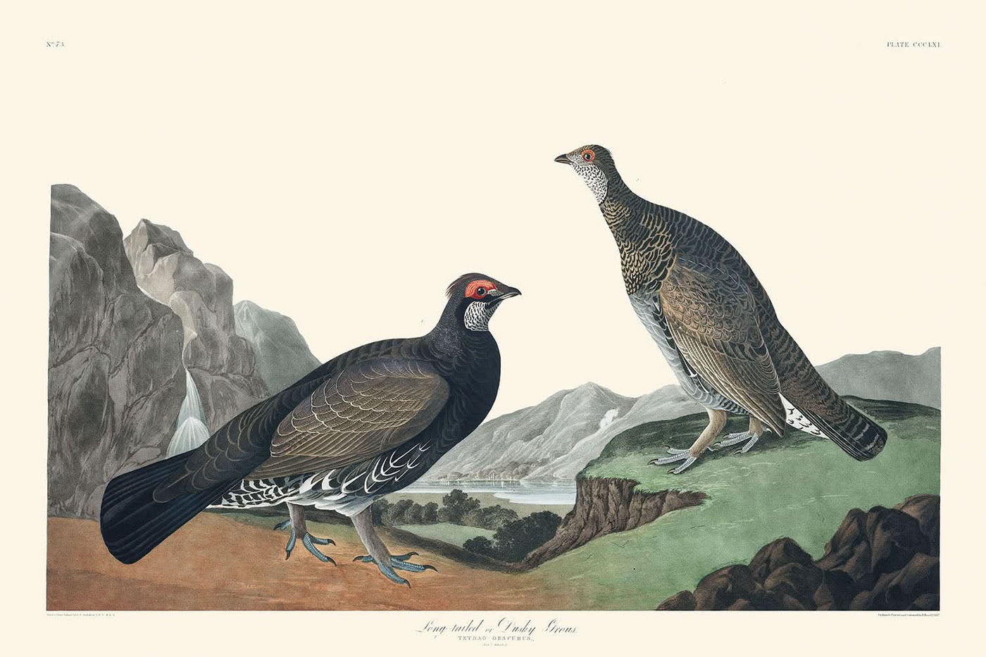 Urogallo de cola larga o urogallo oscuro, de John James Audubon, 1827