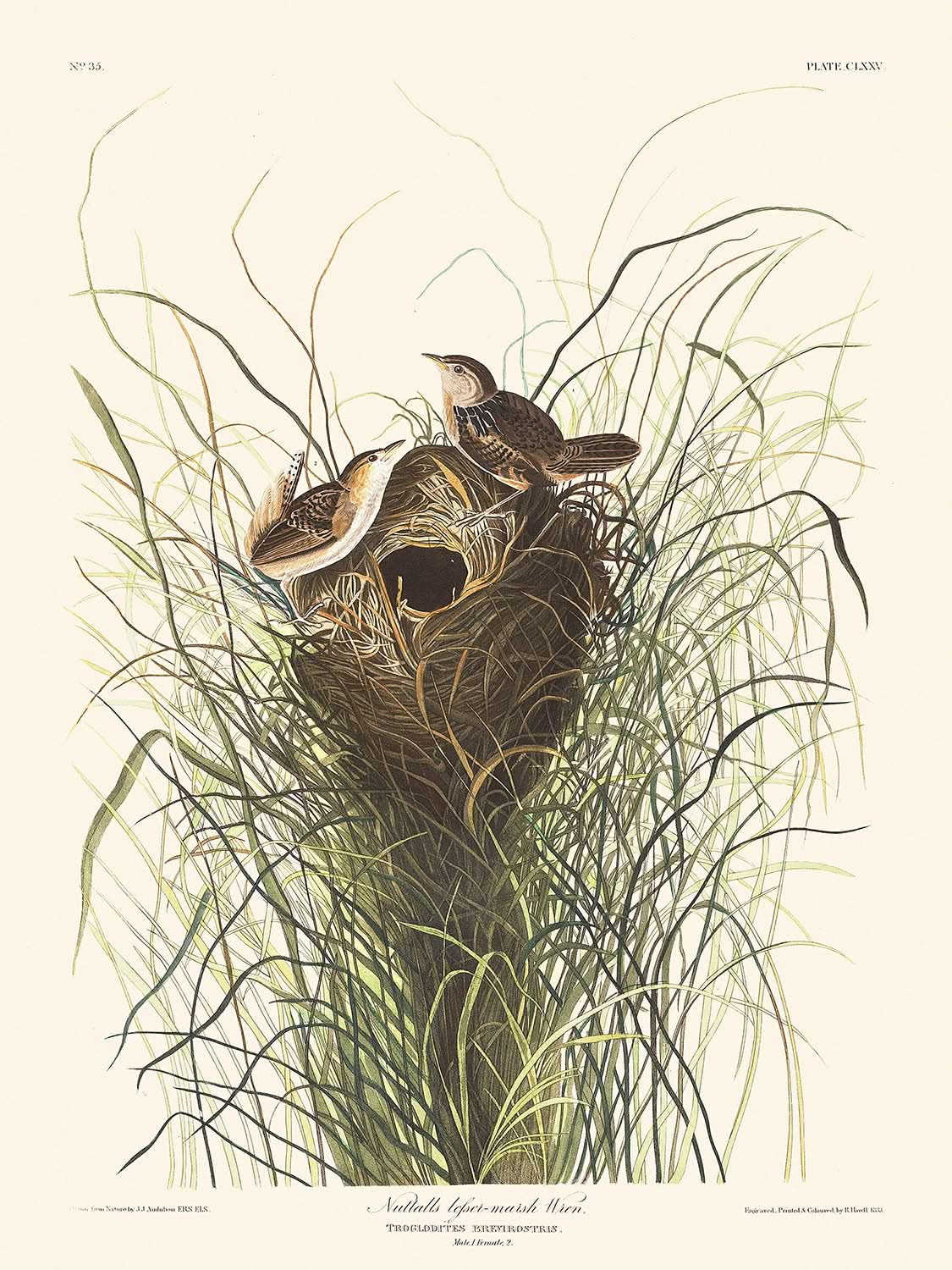 Troglodyte des marais de Nuttall par John James Audubon, 1827