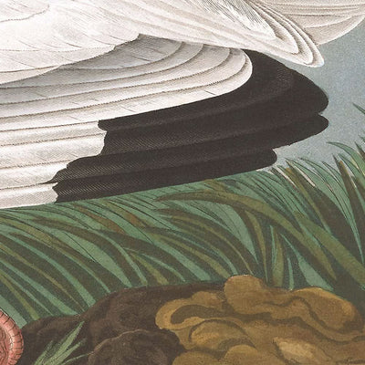 Ibis blanco de John James Audubon, 1827