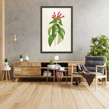 A framed image of Lobelia trianensis (Plate 39) by Pierre Joseph Redouté, 1813