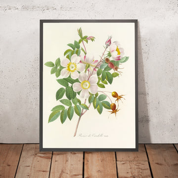 A framed image of Choix des plus belles fleurs, Plate 98 by Pierre Joseph Redouté, 1827
