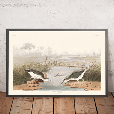 A framed image of Spotted Sandpiper by John James Audubon, 1827