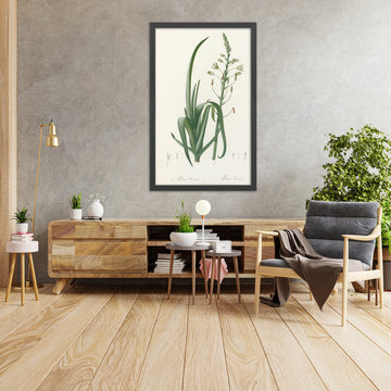A framed image of Albuca cornuta by Pierre Joseph Redouté, 1802