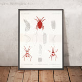 Velvet Mites (Trombidium, Plate 1) by Frederick DuCane Godman, 1879