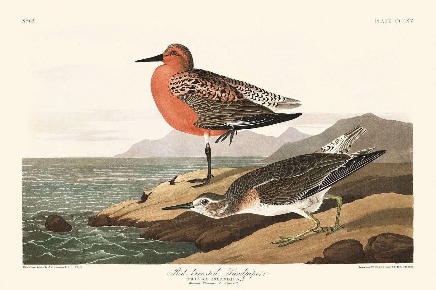 Bécasseau à poitrine rousse par John James Audubon, 1827