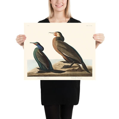 Violet-green Cormorant and Townsend's Cormorant by John James Audubon, 1827