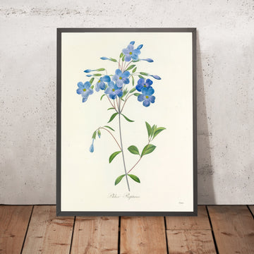 A framed image of Phlox reptans (Plate 70) by Pierre Joseph Redouté, 1827