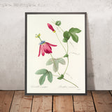 Red Passion Flower (Passiflora racemosa, Plate 62) by Pierre Joseph Redouté, 1827