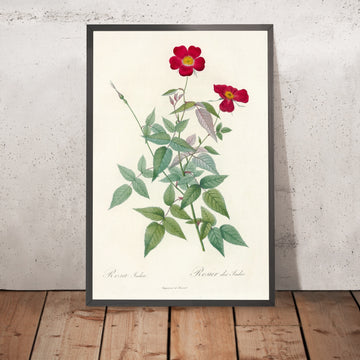 A framed image of China Rose (Rosa indica) by Pierre Joseph Redouté, 1817