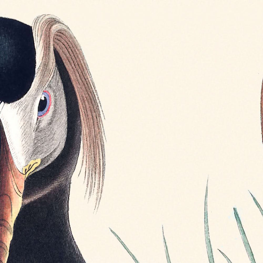 Auk a ciuffo di John James Audubon, 1827 