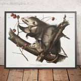 Virginia Opossum (Didelphis virginiana) by John Woodhouse Audubon, 1845