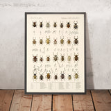 Beetles (Coleoptera, Plate 160) by Frederick DuCane Godman, 1879