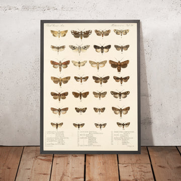 A framed image of 