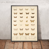 Insecta Lepidoptera-Heterocera (Plate 60) by Frederick DuCane Godman, 1879