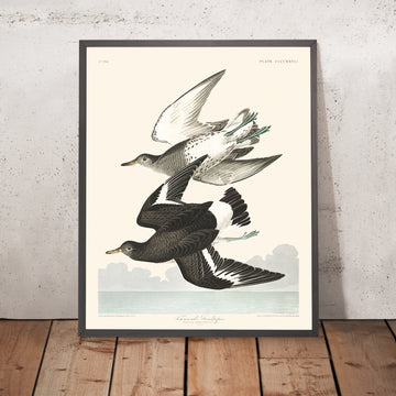 A framed image of Townsend&