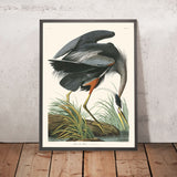 Great Blue Heron by John James Audubon, 1827