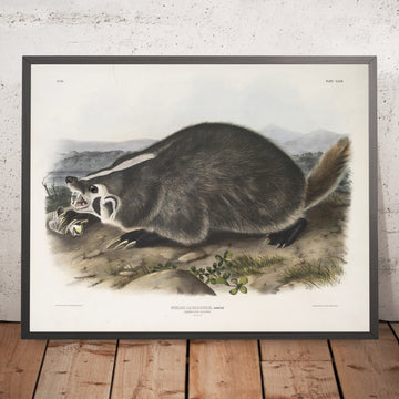 A framed image of 