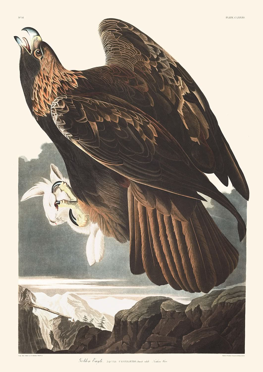 Goldener Adler von John James Audubon, 1827 