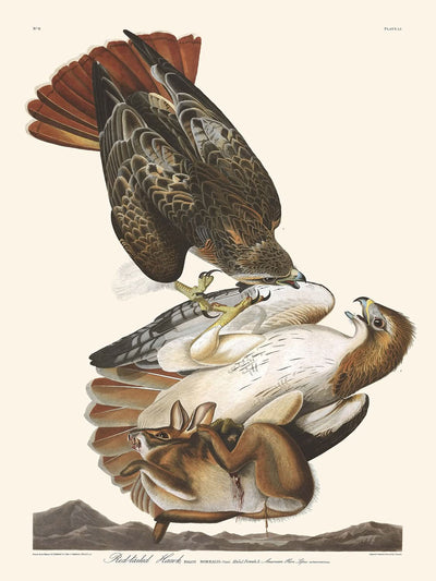 Halcón de cola roja, de John James Audubon, 1827