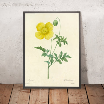 A framed image of Welsh Poppy (Papaver cambricum, Plate 60) by Pierre Joseph Redouté, 1827