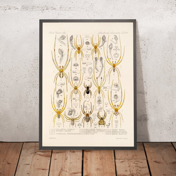 A framed image of 