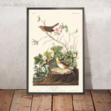 Lincoln Finch by John James Audubon, 1827