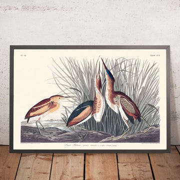 Avetoro común, de John James Audubon, 1827