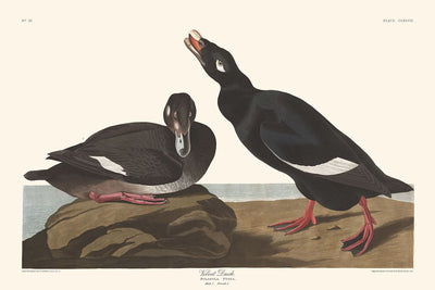 Velvet Duck by John James Audubon, 1827