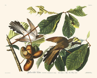 Gelbkopf-Kuckuck von John James Audubon, 1827 