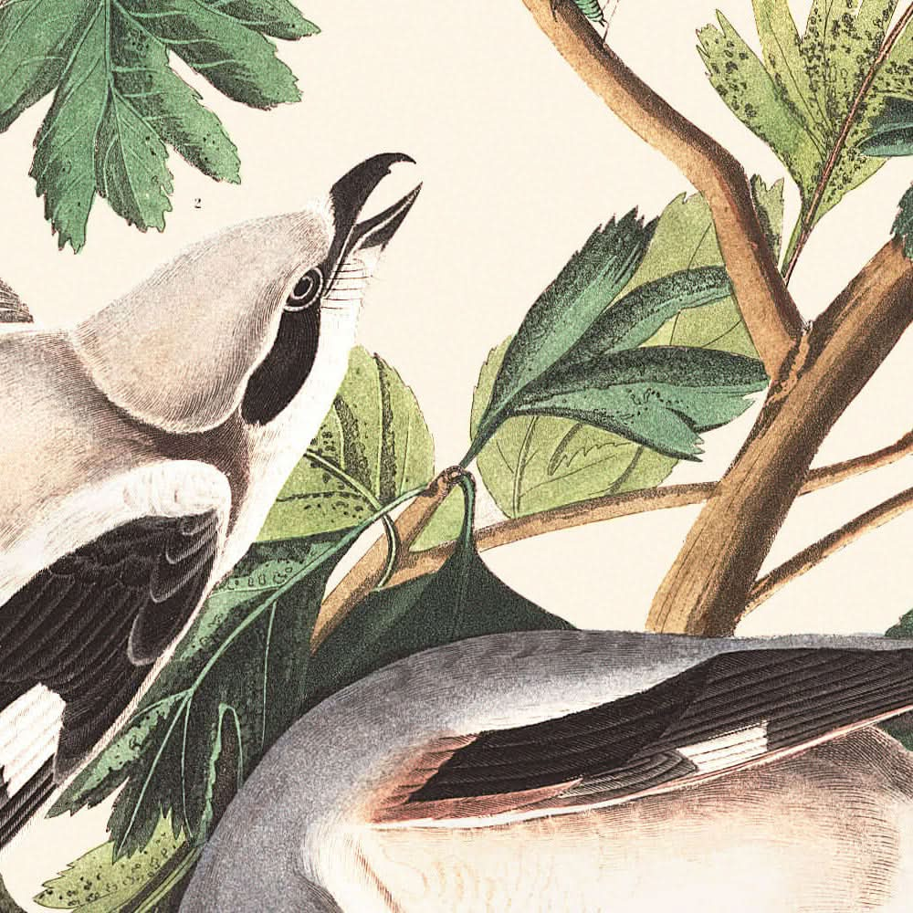 Pie-grièche cendrée ou oiseau boucher par John James Audubon, 1827