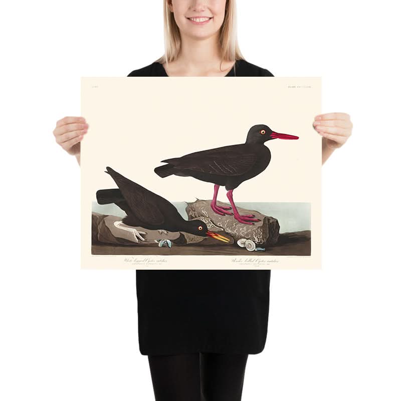 Becco di corallo bianco, o Becco sottile di corallo di John James Audubon, 1827 