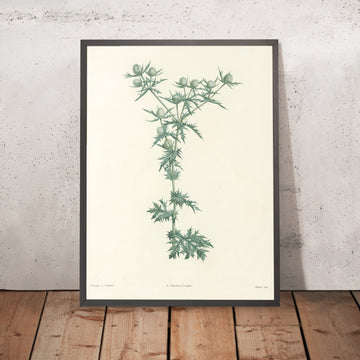 A framed image of Rattlesnake Master (Eryngium aquaticum, Plate 32) by Pierre Joseph Redouté, 1805