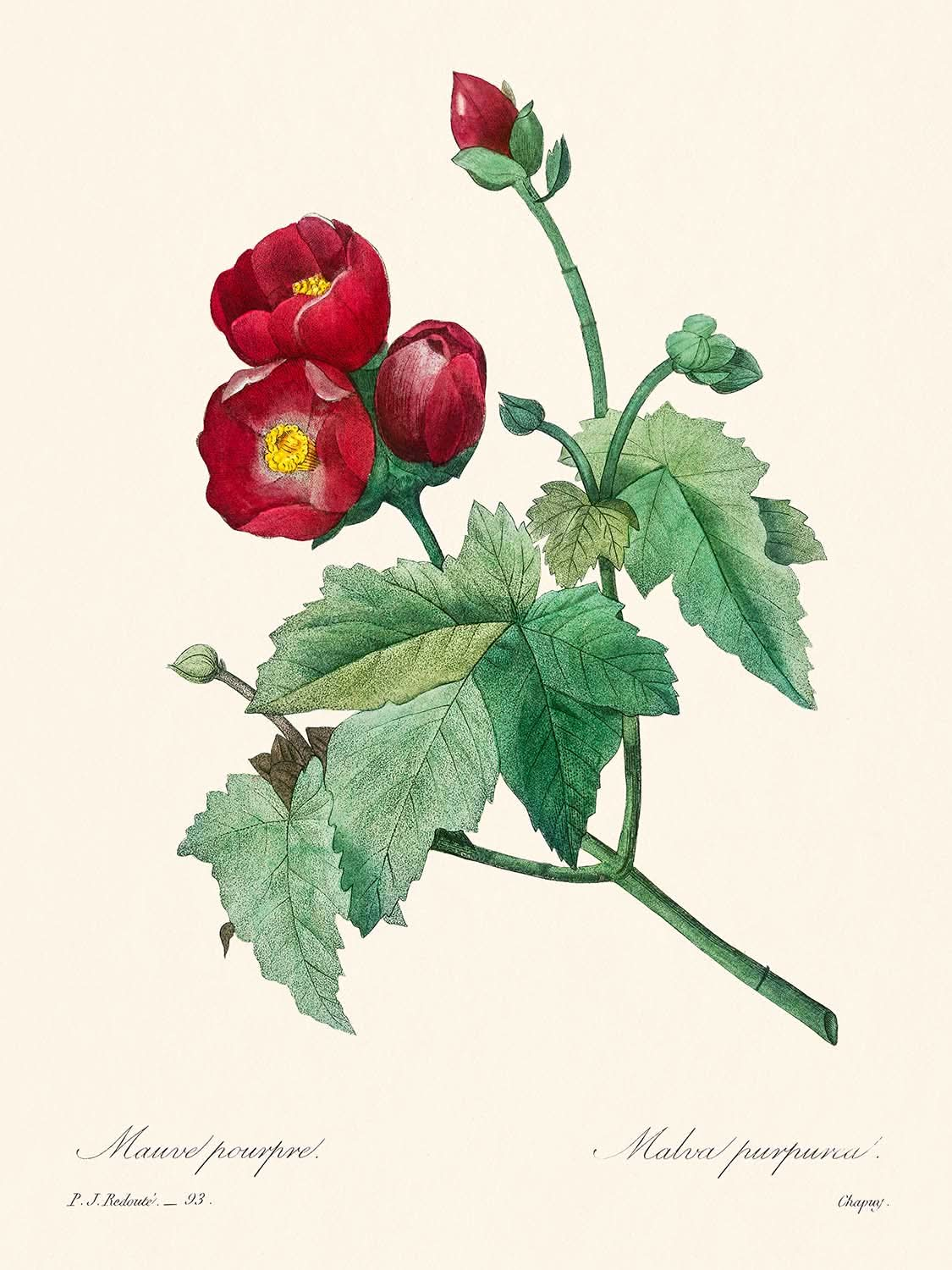 Malva morada de Pierre-Joseph Redouté, 1802