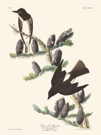 Olive-sided Flycatcher by John James Audubon, 1827