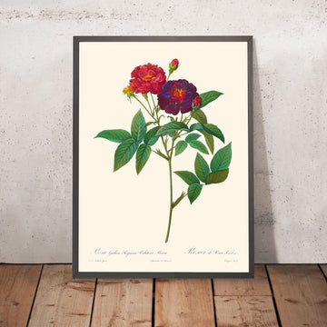 Rosa Gallica Purpurea Velutina Parva di Pierre-Joseph Redouté, 1817 