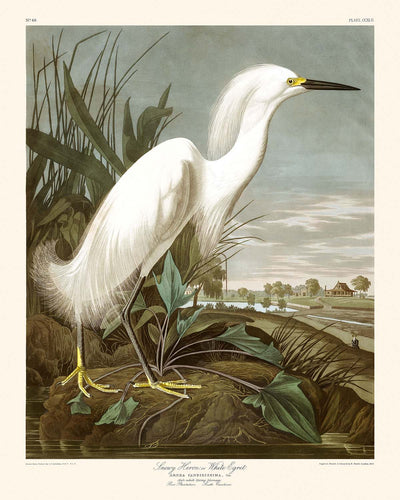 Snowy Heron, or White Egret by John James Audubon, 1827