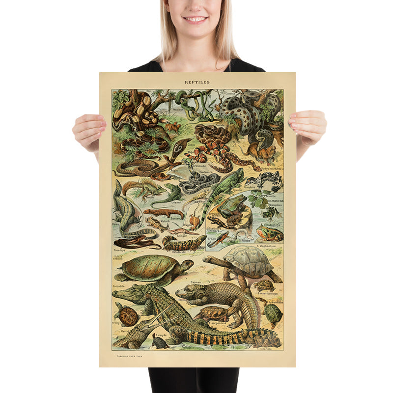 Reptiles by Adolphe Millot, 1890
