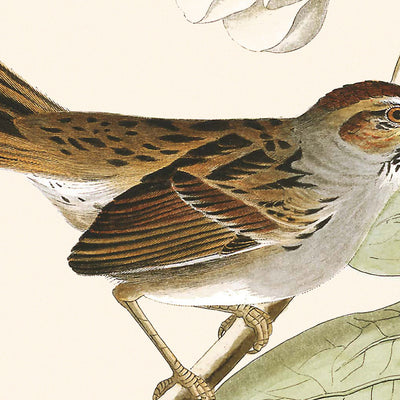 Swamp Sparrow by John James Audubon, 1827